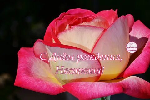 Гифки с днем рождения насте