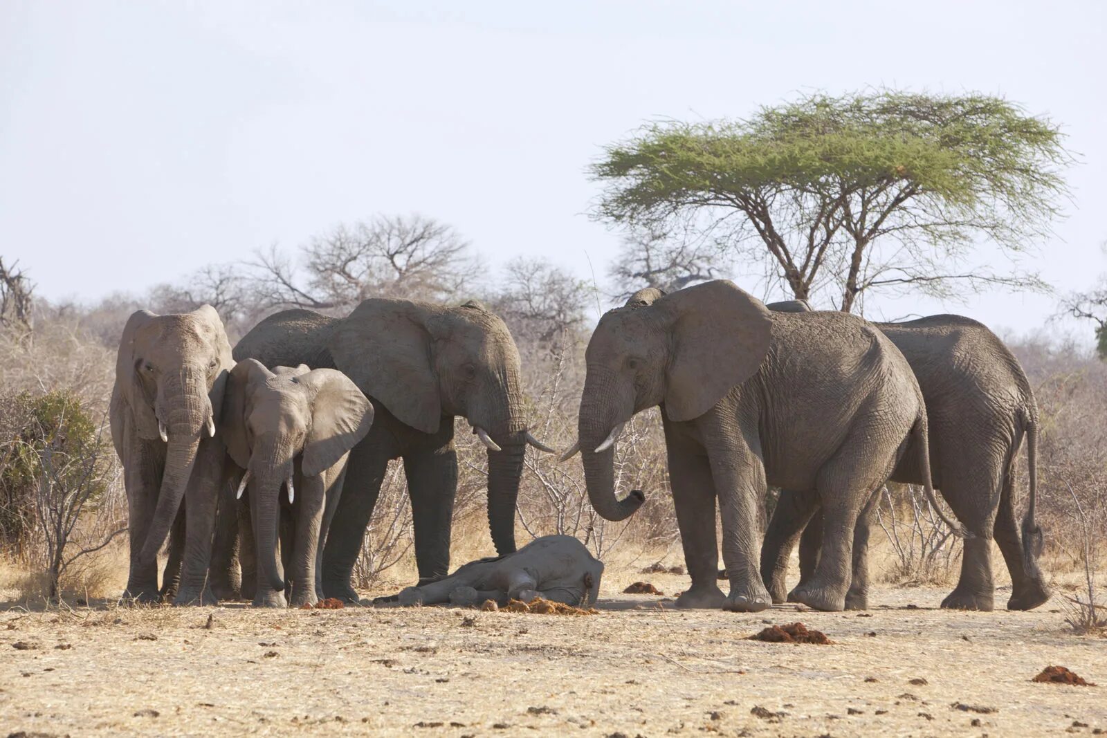 Слоны. Ритуал захоронения у слонов. Стая слонов. Стадо слонов. Elephants are big cats