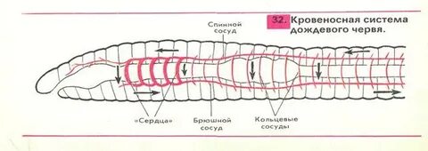У кольчатых впервые появляется