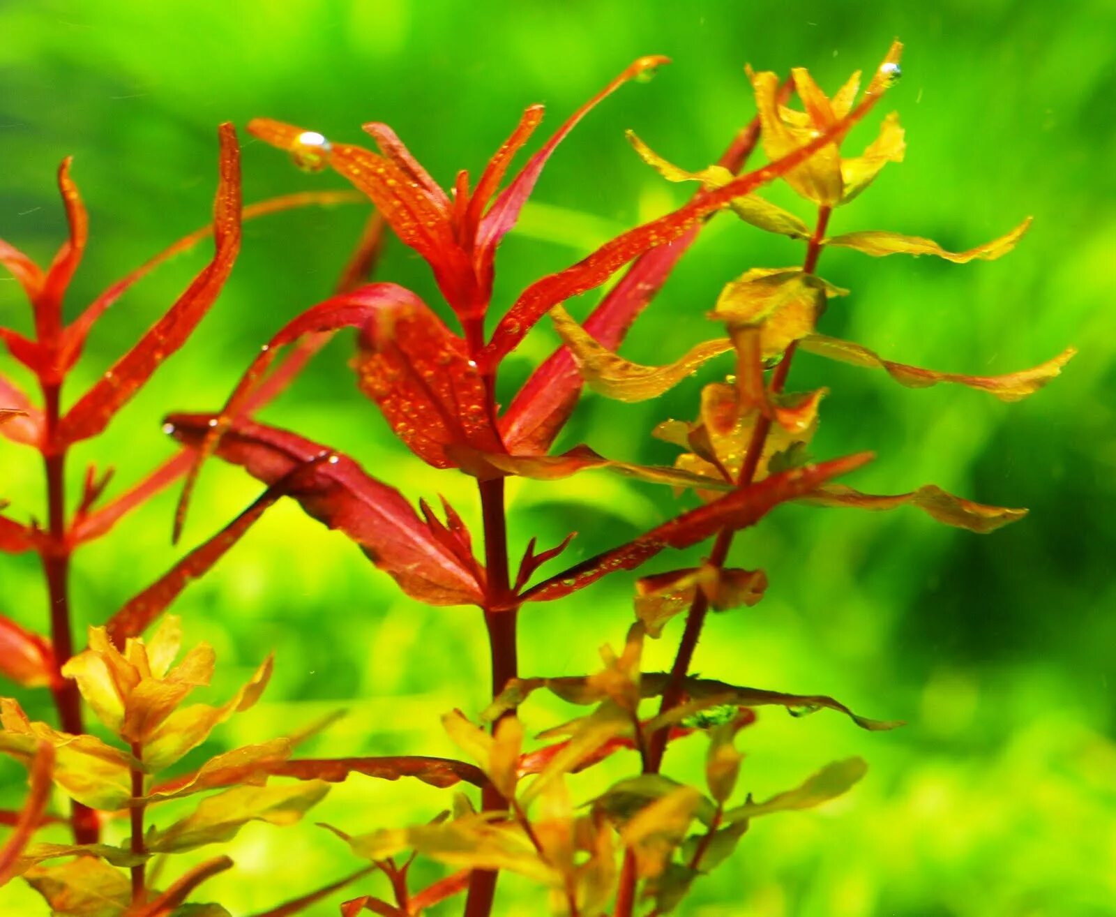 Ротала макрандра красная. Ротала макрандра Флорида. Ротала макрандра Флорида Rotala macrandra SP. Florida.