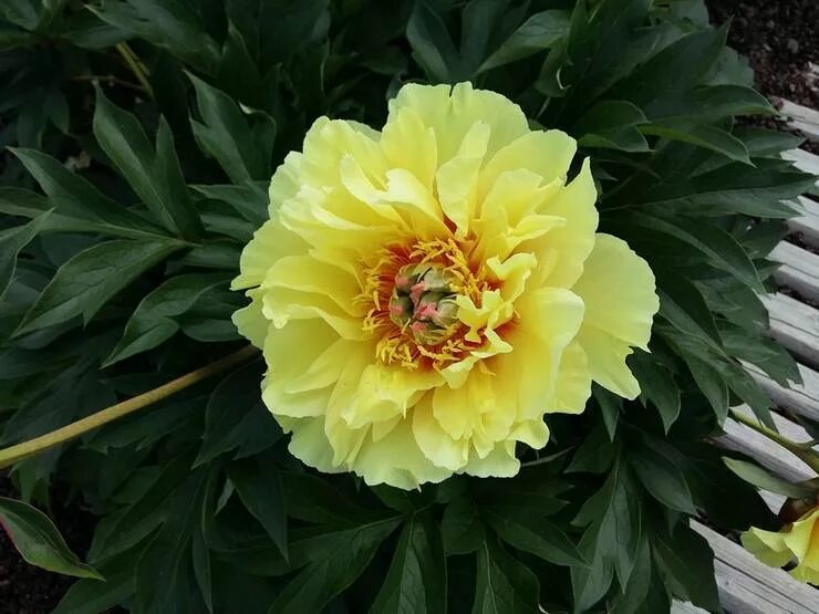 Купить Пион Ито-гибрид Бартзелла/Paeonia Itoh Bartzella с доставкой в Подмосковь