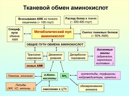 Биохимия белков в организме