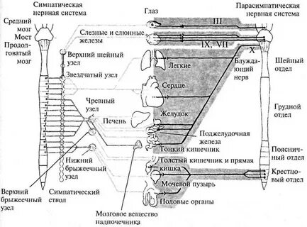 Что такое симпатический отдел
