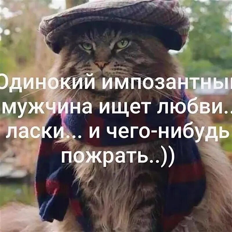 Одинокий импозантный мужчина ищет пожрать. Одинокий импозантный мужчина ищет любви и чего-нибудь пожрать. Одинокий импозантный мужчина ищет любви ласки. Хочется тепла и ласки. Найдена белая кошка.