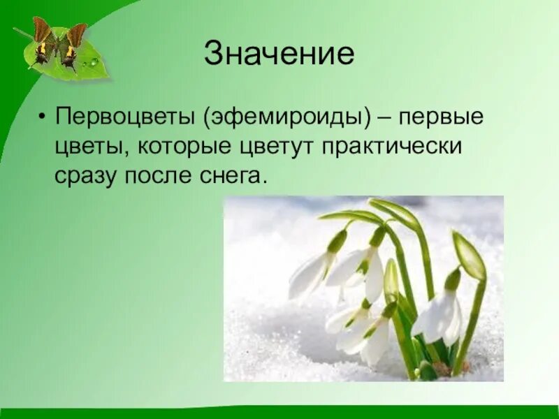 Первоцветы цель. Растения первоцветы. Первоцветы это растения которые распускаются. Первоцветы презентация. Материал о первоцветах.