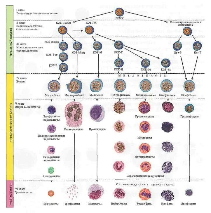 Клетки гемопоэза. Современная схема кроветворения эритропоэз. Схема кроветворения стволовая клетка. Гемопоэтическая стволовая клетка схема. Схема кроветворения гистология.