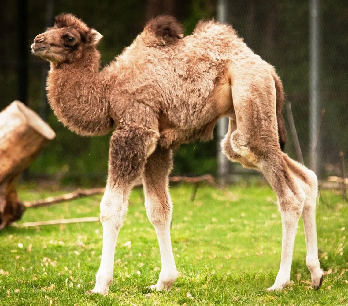 Одногорбый верблюжонок. Маленький верблюд. Животные жарких стран. Одногорбый верблюд дромедар. Как называют ребенка верблюда.
