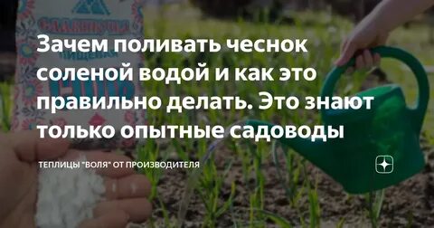 Когда заканчивать поливать чеснок