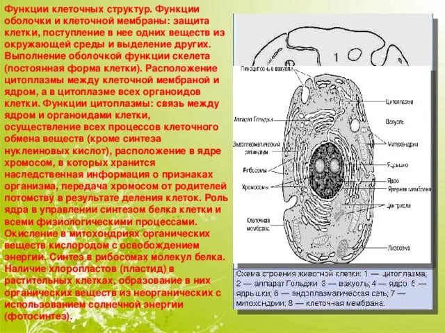 Растительная и животная клетка презентация. Форма животной клетки. Клетка строение и функции. Нарушения в строении и функционировании клеток.