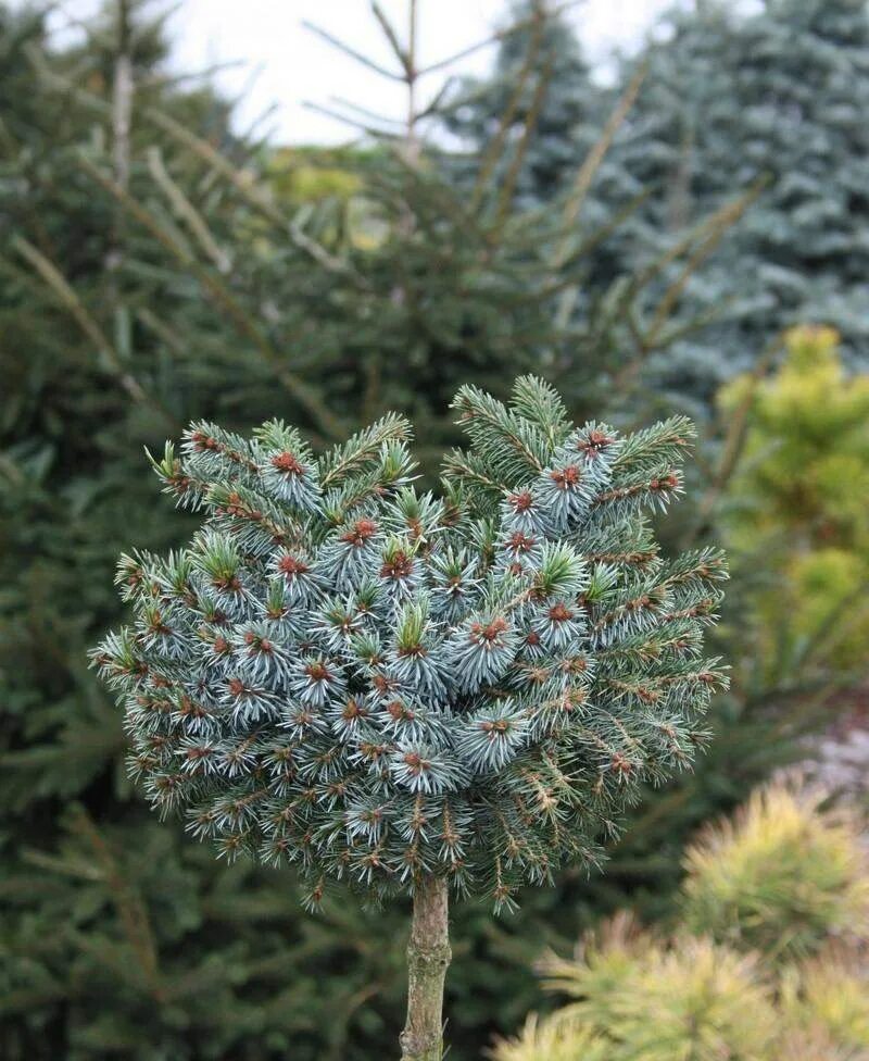 Ель сербская скорость роста. Сербская ель в близи ветки. Picea omorika nana на штамбе. Ель сербская медуза. Ель энгельмана снейк.
