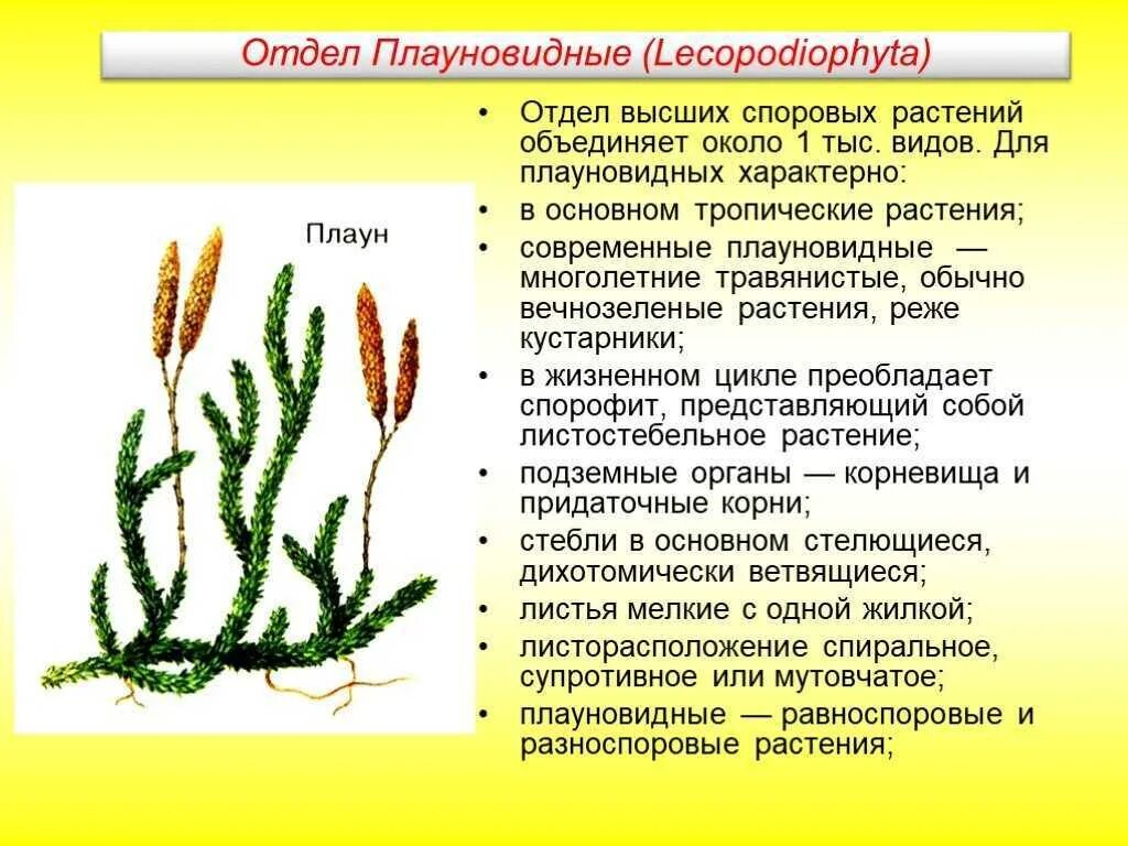Как человек использует плауны