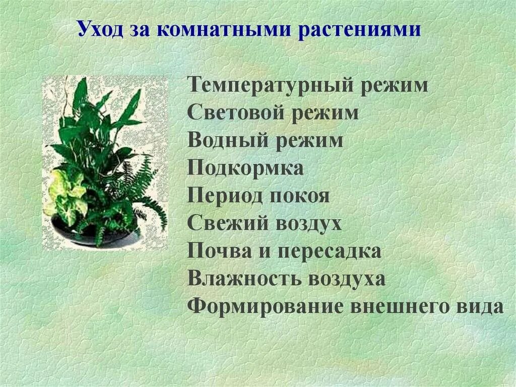 Подготовить сообщение комнатные растения в моем доме. Уход заикомнатными растениями. уход за комнатными растениями. правила ухода за комнатными растениями. комнатные растения уход за комнатными растениями.