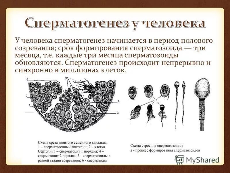 Фаза созревания сперматогенеза. Фаза созревания сперматогенеза. Сперматогенез 4. Стадии сперматогенеза. Продолжительность деления сперматогенеза.