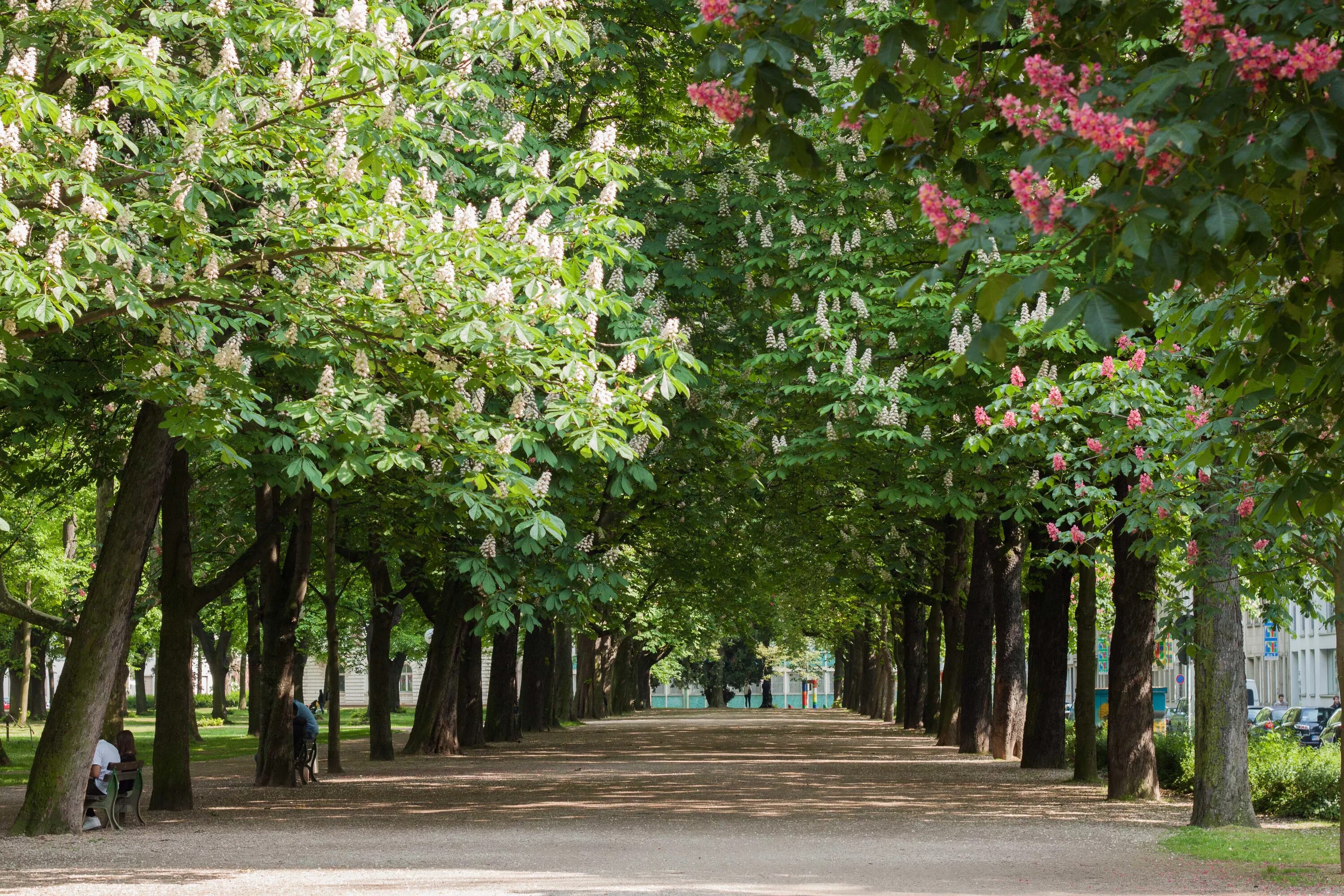 тополиная роща в тюмени. аллея прешпект в ясной поляне. берёзовая роща парк новосибирск. березовая роща кострома. березовые рощи в калачинске.