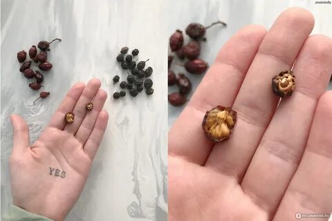 Семена шиповника