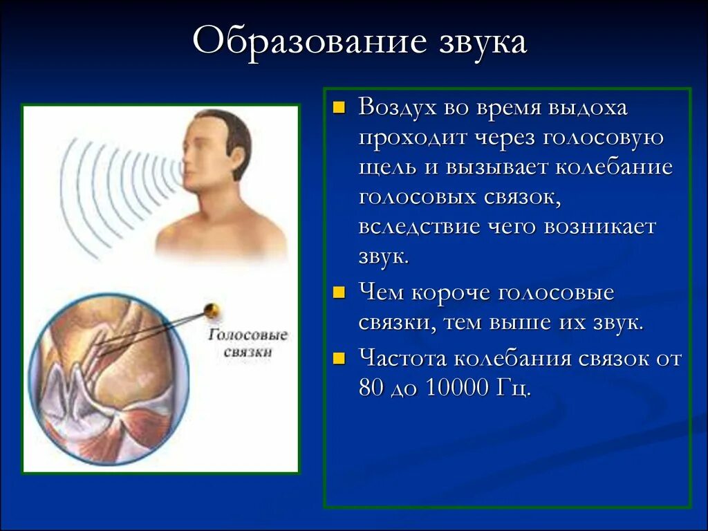 Амплитуда колебаний голосовых связок. Голосовая щель при разговоре.