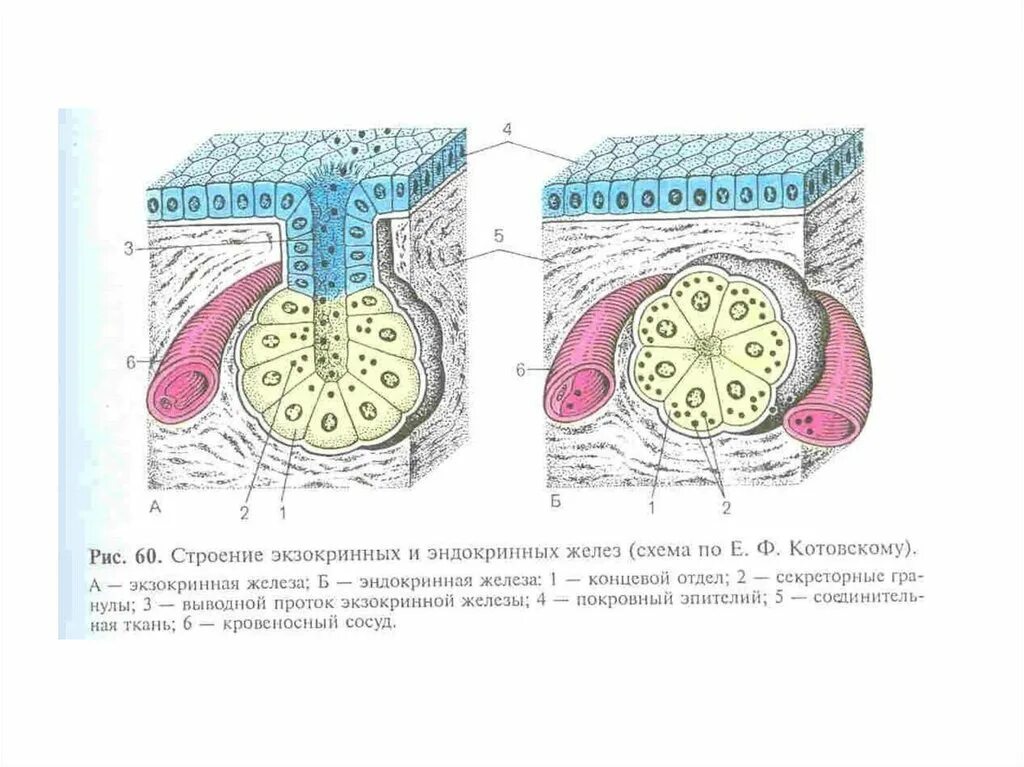 Гистология эндокринных желез. Строение экзокринных желез. классификация экзокринных желез гистология. строение и типы секреции экзокринных желез. схема строения желез.