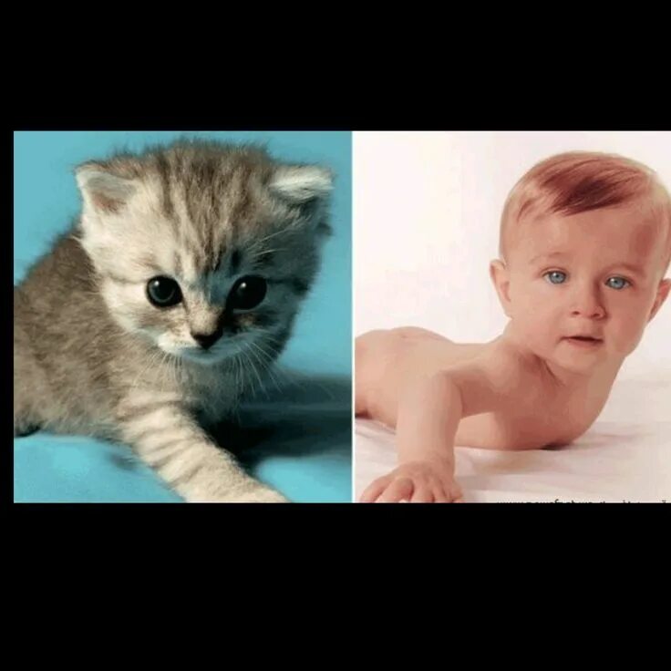 Кошка зовет малышей. Котята похожи на детей. Кот похожий на малыша. Коты похожи на детей. Дети и коты.