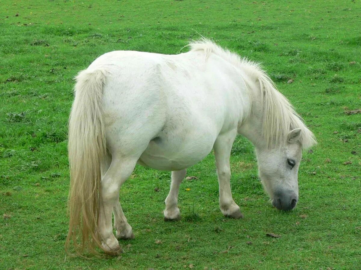 Pony фото. Шетлендский пони и лошадь. Лошадь породы шетлендский пони. Белый шетлендский пони. Пони шетлендской породы.