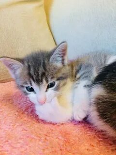 Kitten boys