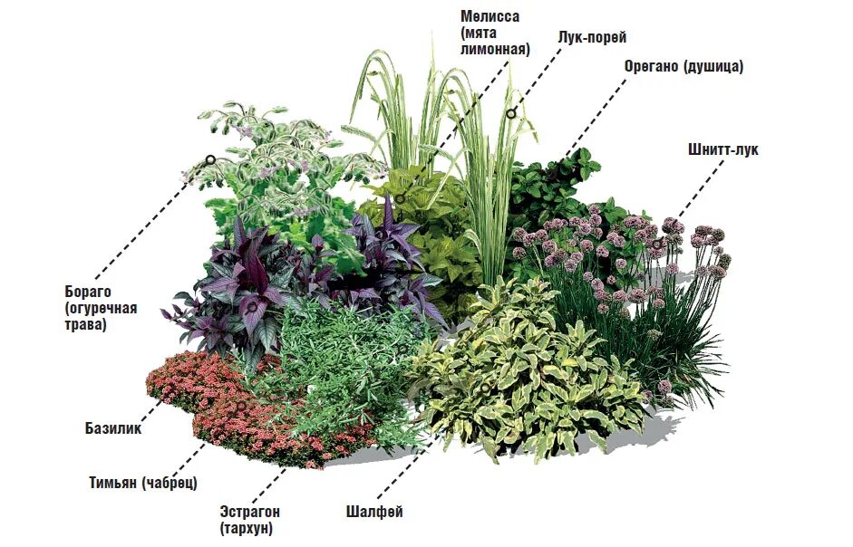 Миксбордер из пряных трав. Клумба пряные травы схема. Миксбордер с живучкой. Клумба пряных трав многолетников.