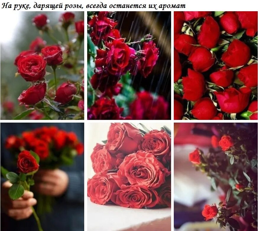 Дарите розы. Розочка родной. Дарю розы фото. На руке дарящей розы всегда останется их аромат. Розочку подарила