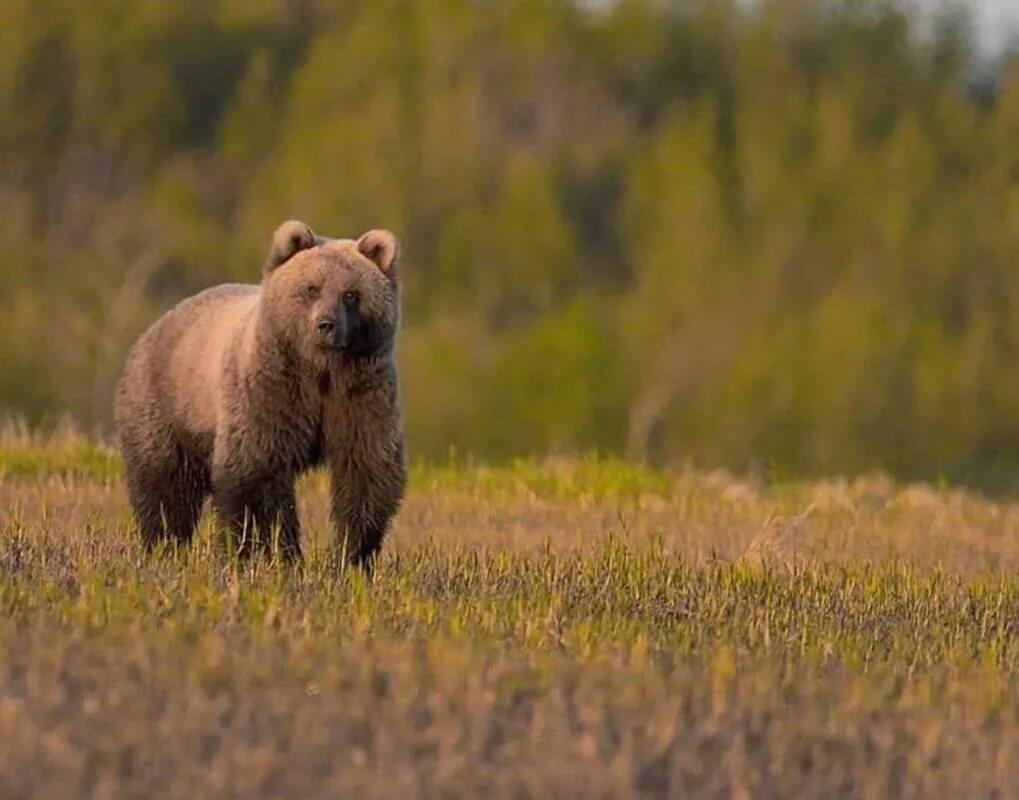 Медведи в подмосковье