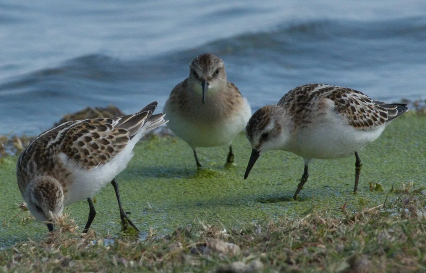 Little Stint (Calidris minuta). Birds of Siberia.