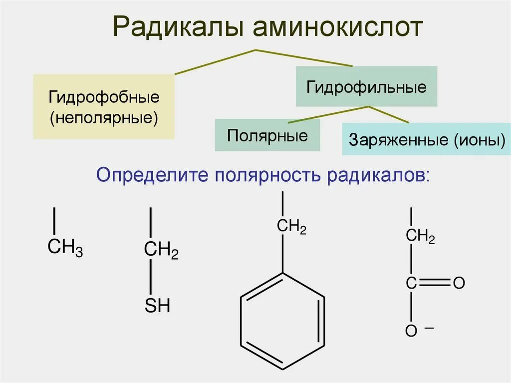 Гидрофобные радикалы повернуты внутрь. Неполярные гидрофобные аминокислоты. Аминокислоты с гидрофильными радикалами. Неполярная гидрофобная группа аминокислот. Гидрофильные и гидрофобные радикалы аминокислот.