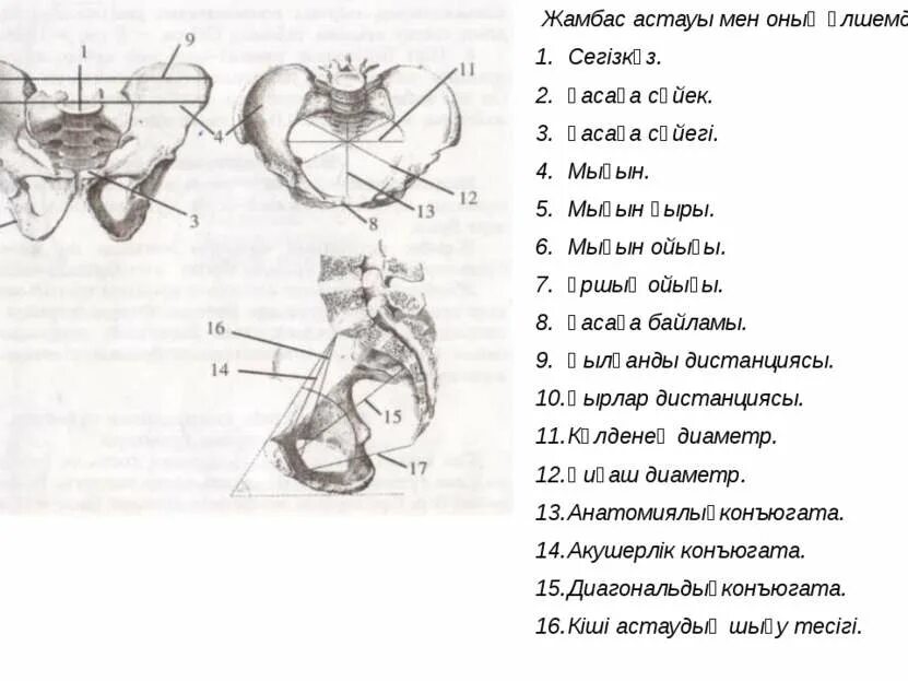 Жамбас