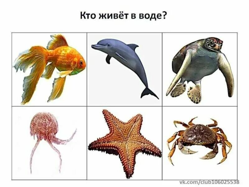 Морские обитатели для дошкольников. Кто живет в воде?. Морские животные для дошкольников. Водные обитатели для дошкольников. Карточки обитатели