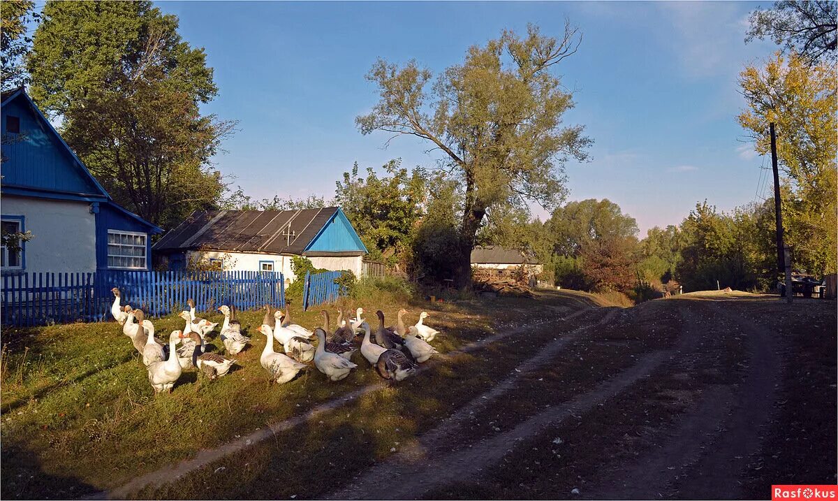 Утро в деревне. Лето в деревне. Деревенская улица. Летнее утро в деревне. Лето в деревне часть 5