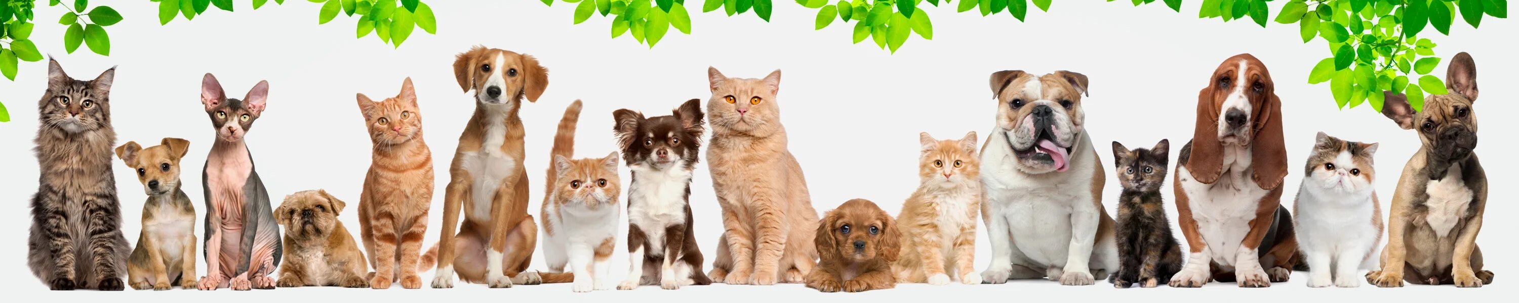 Pet group. Кошки и собаки. Фон домашние животные. Домашние питомцы на белом фоне. Кошка и собака на белом фоне.