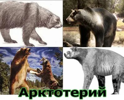 Арктотерий в якутии