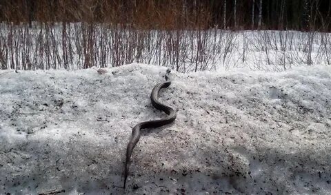 Где зимуют гадюки