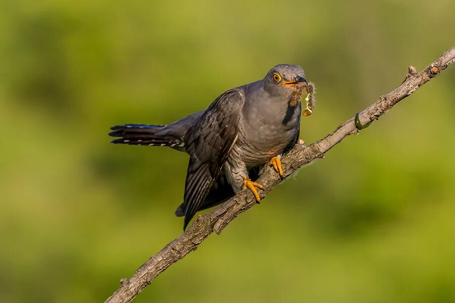 Африканская обыкновенная кукушка. Птица кукушка сибирская. Кукушка под дождем. Кукушка трубная. Кукушка птица.