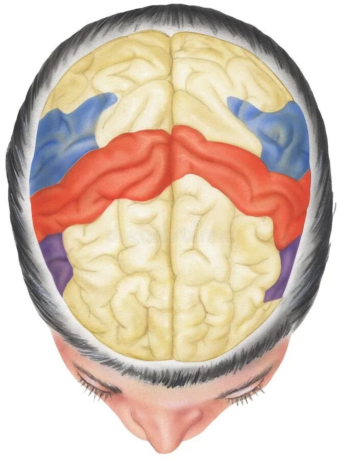 Мозги в черепной коробке. Мозг человека сверху. Головной мозг вид сверху.