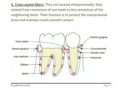 One tooth foot