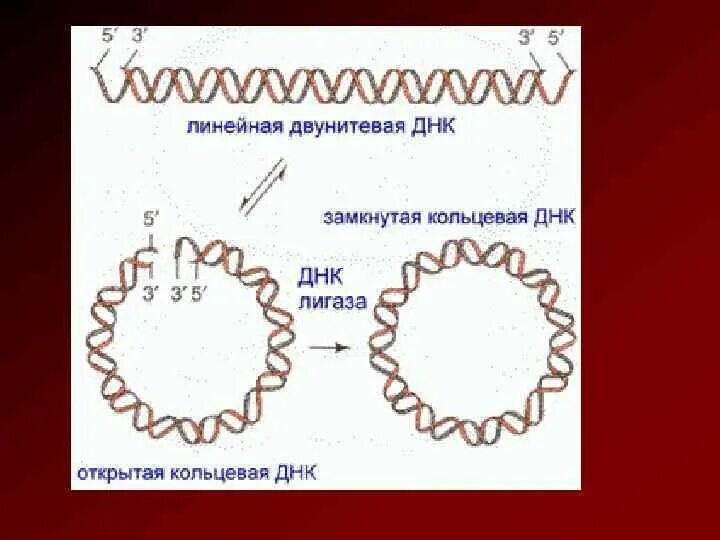 Форма кольцевой днк. Двухцепочечная молекула ДНК В эукариоте. Линейное строение ДНК. Строение кольцевой молекулы ДНК. Бактерии ДНК кольцевой формы.