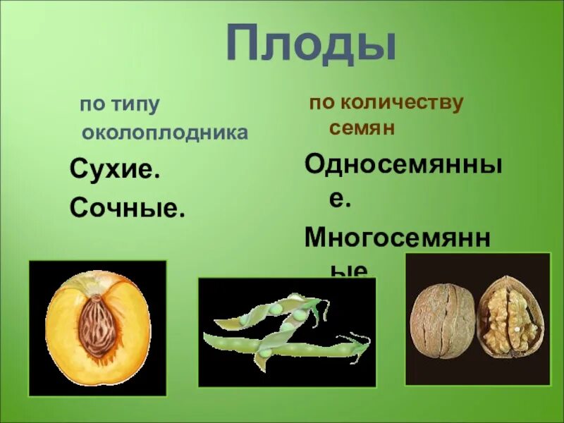 Сухие односемянные плоды. Плод околоплодник семя. Плоды по типу околоплодника. Плоды по типу околоплодника и по количеству семян. 3 части околоплодника