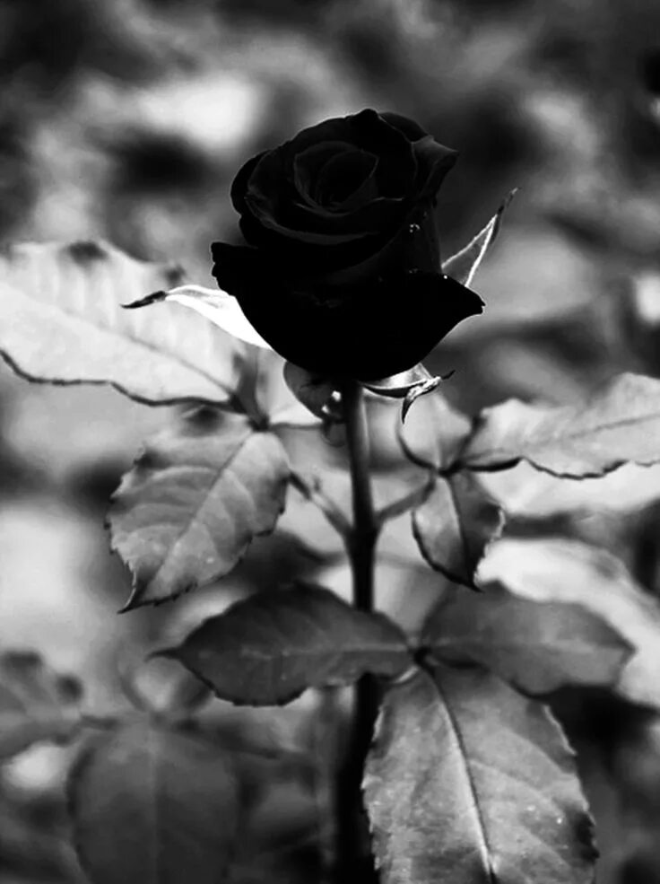 Insect, Flora, Flower, Butterfly, Black And White Wallpaper - Wallpaper (#185407