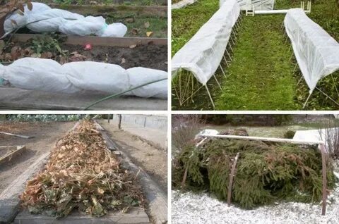 Малина подготовка к зиме уход