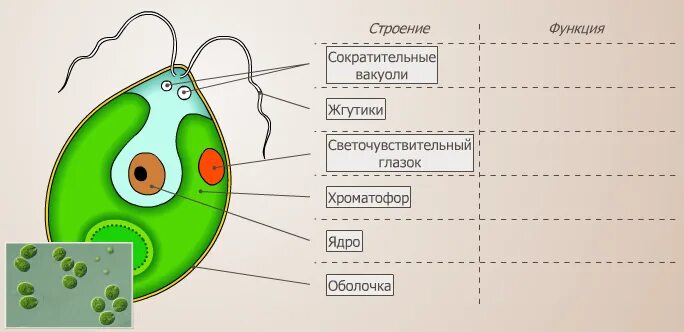 Модель одноклеточной водоросли хламидомонады. Одноклеточная водоросль хламидомонада. Функции органов хламидомонады таблица. Строение одноклеточных водорослей 7 класс биология.