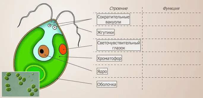 Контрольная водоросли