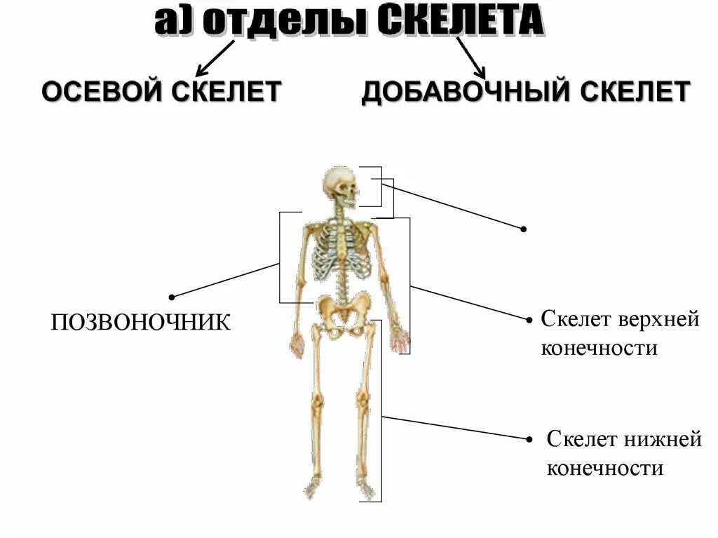 Осевой отдел скелета. Строение осевого скелета. Осевой скелет и добавочный скелет. Строение добавочного скелета.