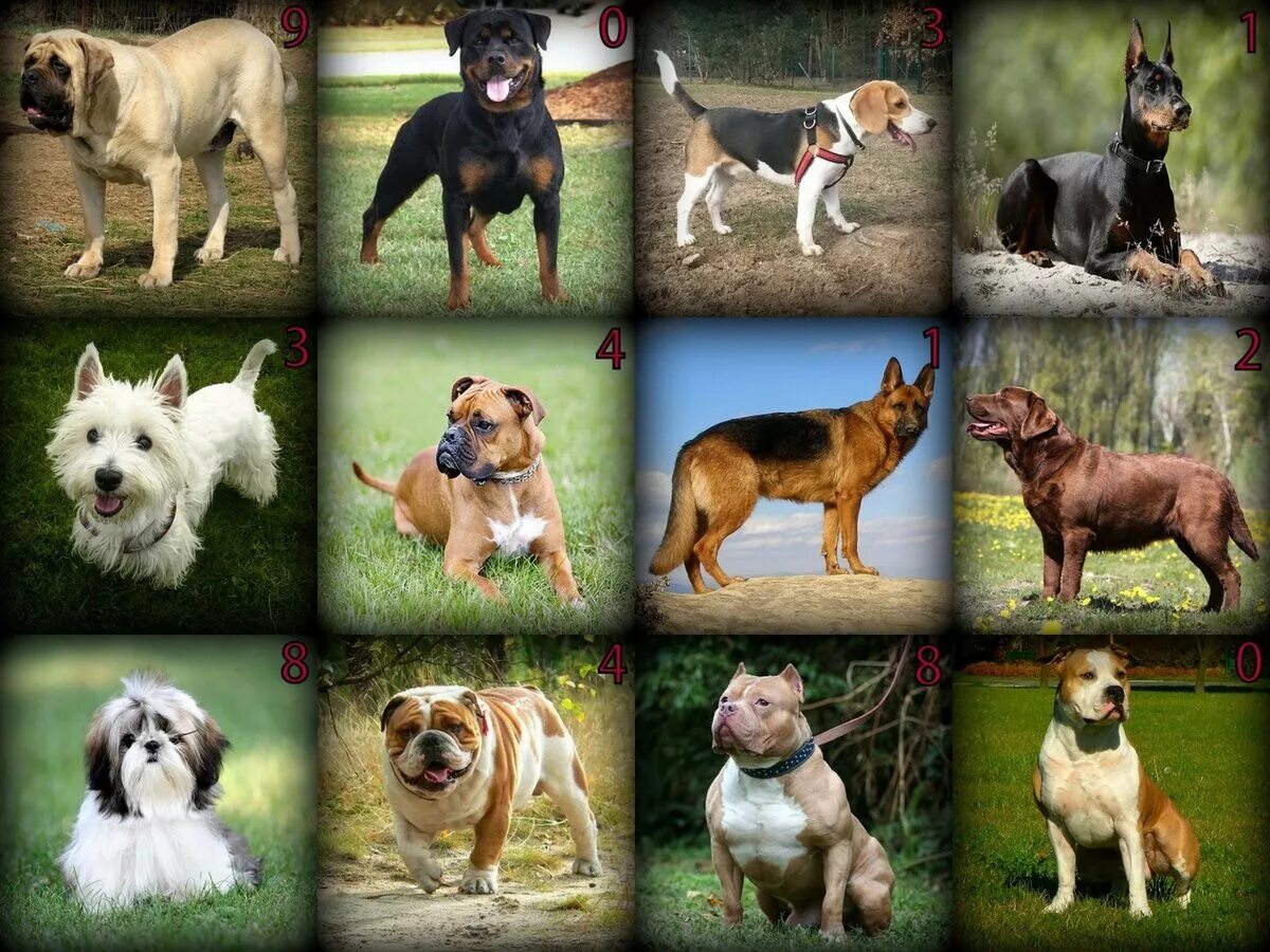 Какие породы домашних. Породы собак. Разнообразие пород собак. Породы собак названия. Средние собаки и их породы.