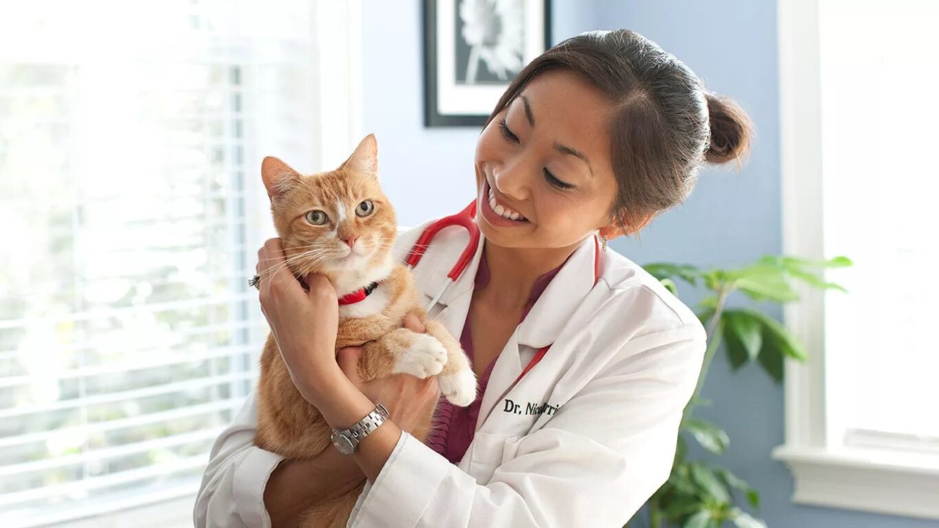 Забота о кошках. Здоровый кот. Забота о кошке. Кот врач. Здоровая кошка.