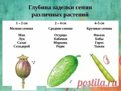 Распространение гороха