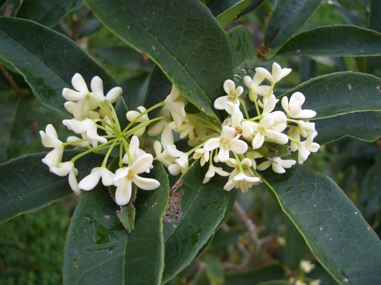 Пахуче зацветала. Османтус fragrans. Османтус душистый. Османтус ароматный. Osmanthus fragrans османтус.