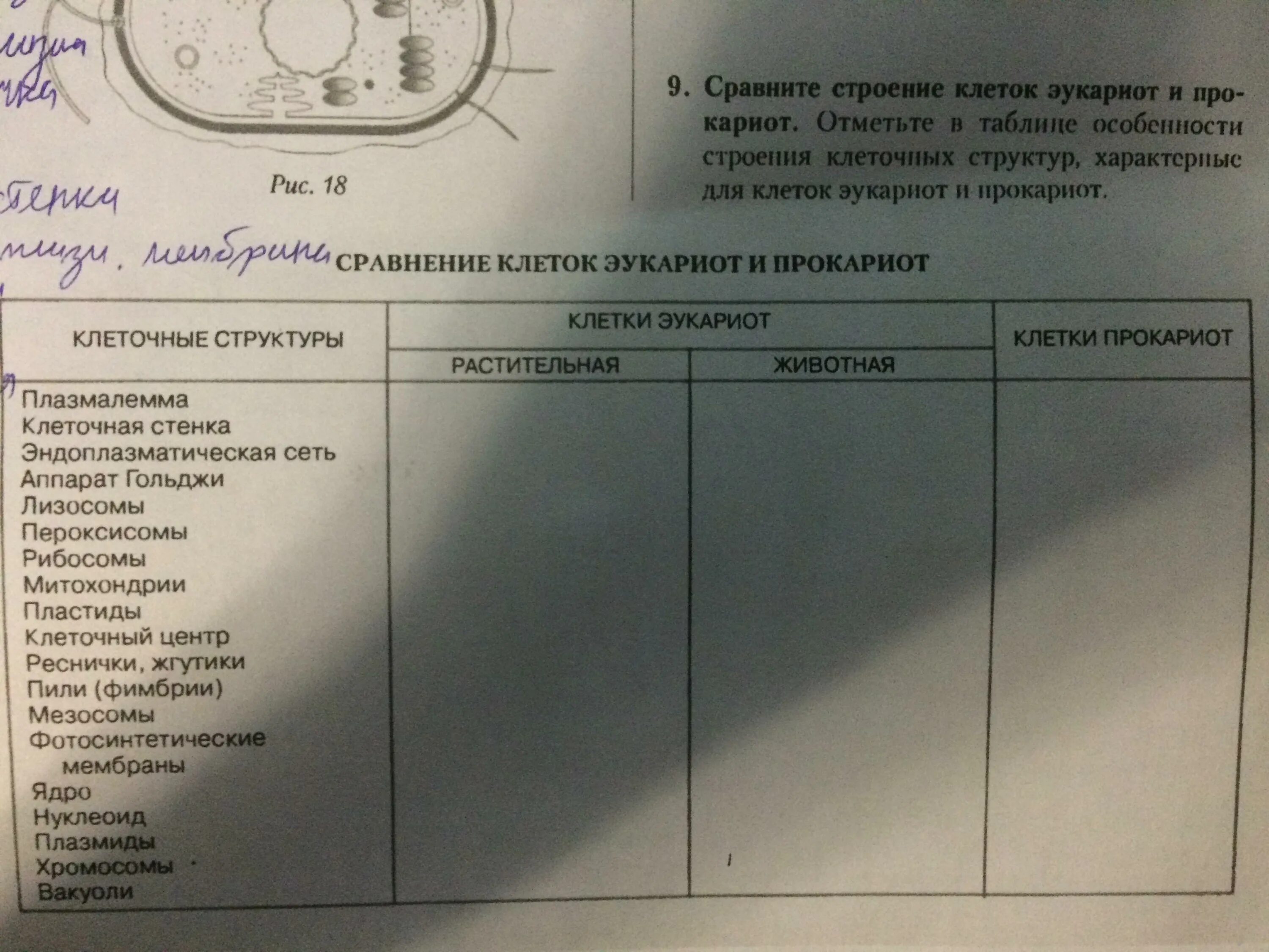 Сравнение клеток прокариот и эукариот таблица. Эукариоты таблица. Сходства прокариот и пластид таблица. Сравнение строения клеток эукариот и прокариот таблица.